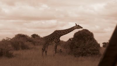 Masai giraffe feeding on bush leaves