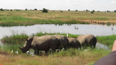 Group of Black Rhino and oxpeckers at a watering hole.