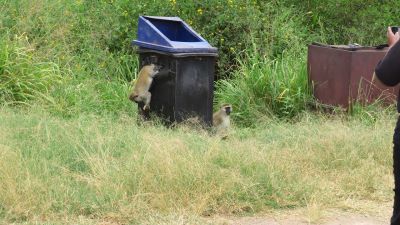 Pair of Grivet Monkeys scavenging for food at picnic site.
