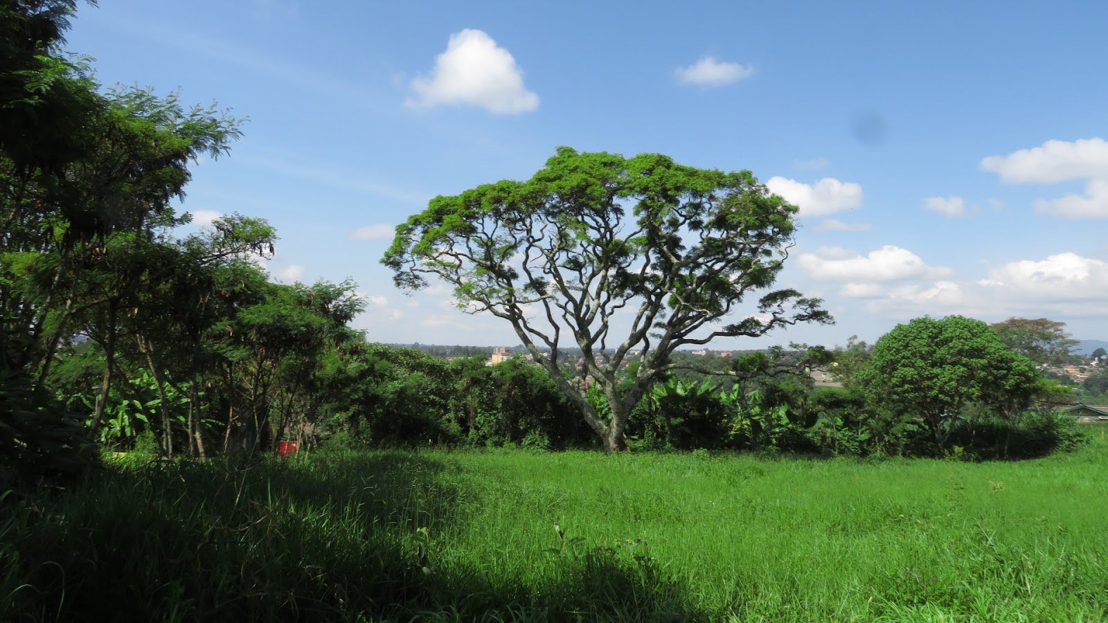 Acacia Tree; a part of the landscape of the ILRI campus
